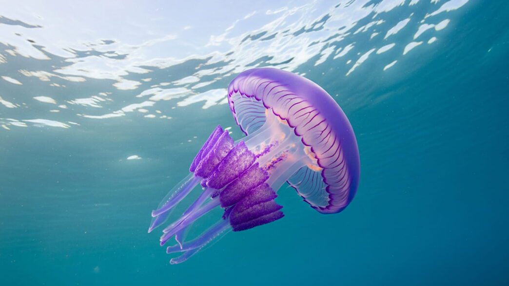 Εμφάνιση της μωβ μέδουσας