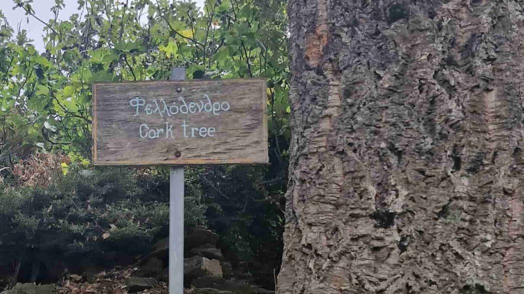 Γιατί η Ικαρία έγινε trend