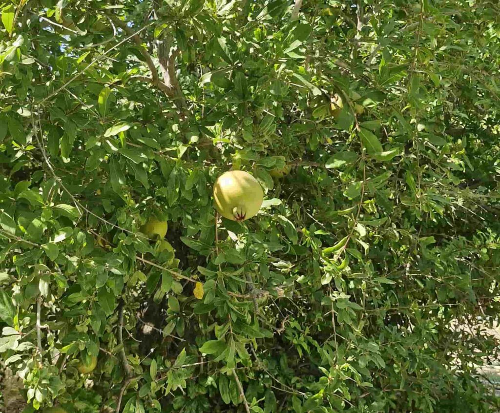Η προσωπικότητα της Ικαρίας