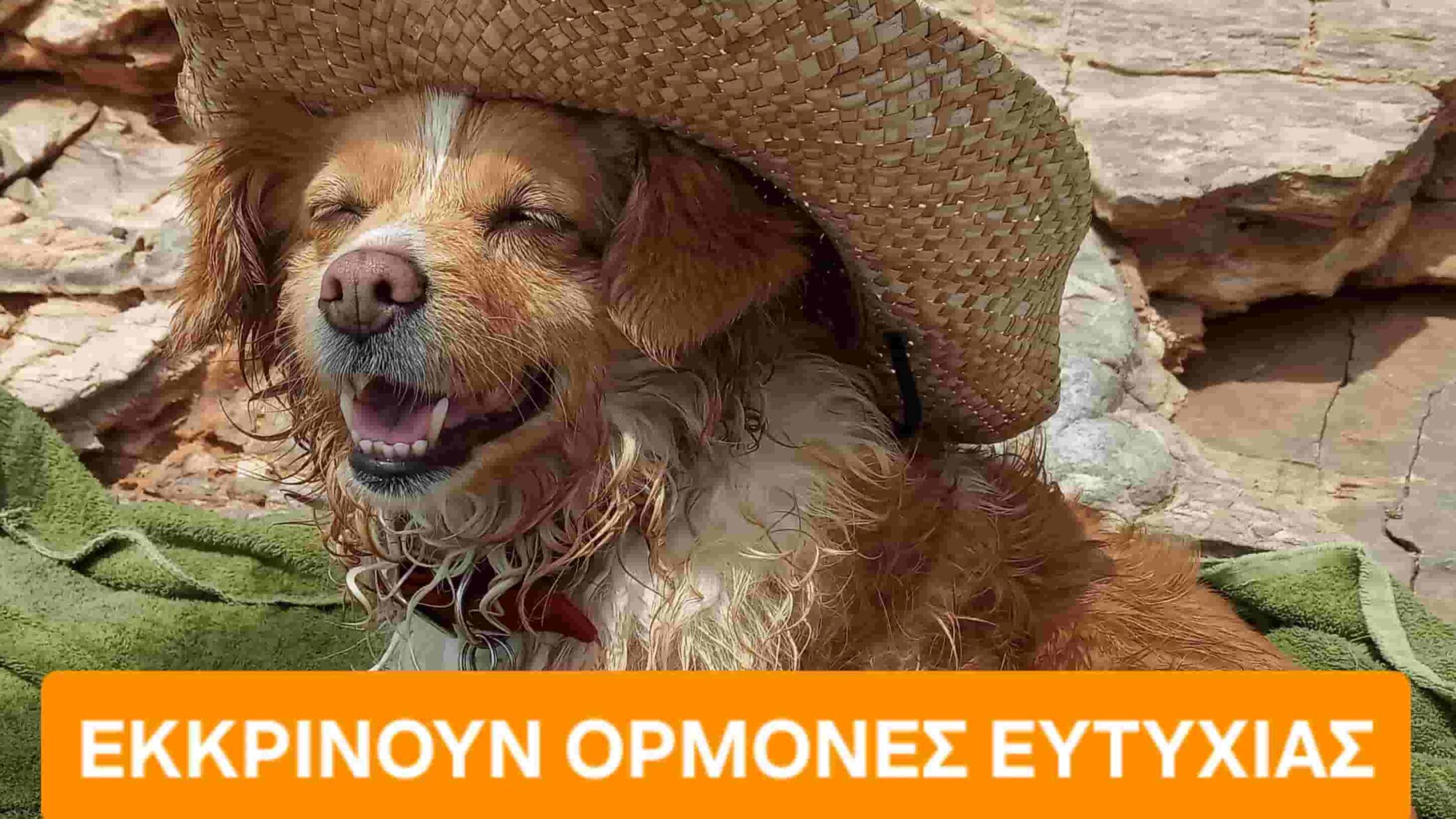 Ορμόνες ευτυχίας