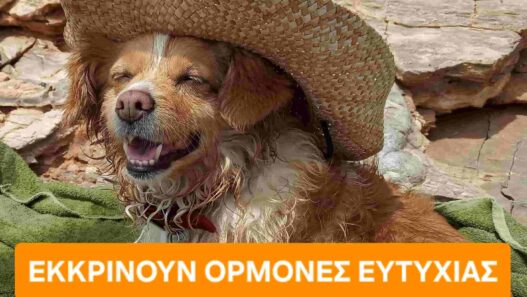 Ορμόνες ευτυχίας